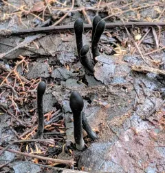 Trichoglossum variabile thumbnail 3