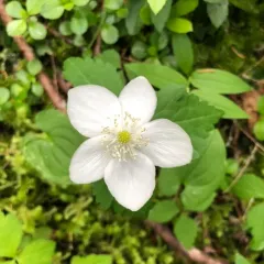 Columbian Windflower thumbnail 3