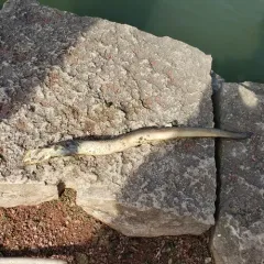 Sea Lamprey thumbnail 3