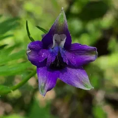 Columbian Larkspur thumbnail 2