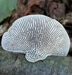 Daedaleopsis septentrionalis thumbnail 4