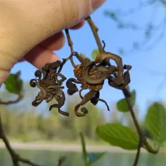Western American Alder Tongue Gall thumbnail 3