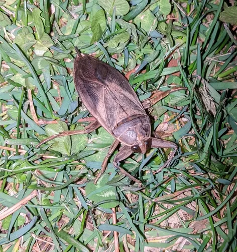 Eastern Toe-biter