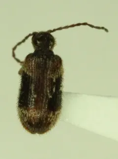 Ptinus fallax thumbnail 2