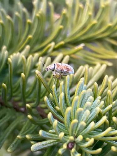 Pachyrhinus cinereus