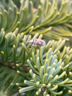 Pachyrhinus cinereus thumbnail 1