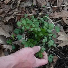 Swamp Buttercup thumbnail 3