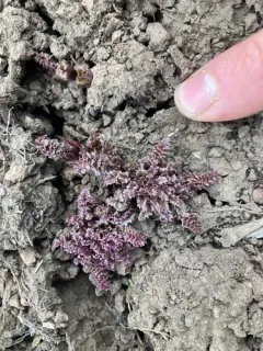 Dwarf Lousewort thumbnail 4