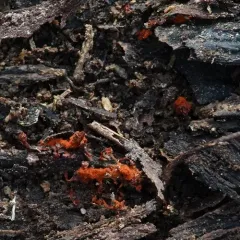Wasp's Nest Slime Mold thumbnail 2