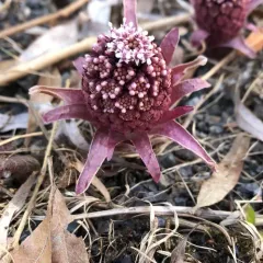 Common Butterbur thumbnail 3