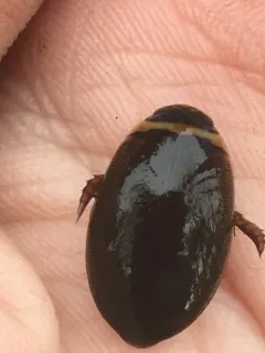 Graphoderus fascicollis thumbnail 2