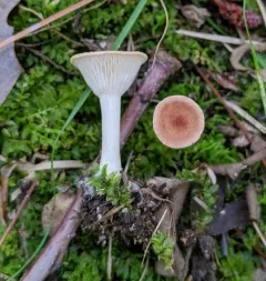 Common Funnel thumbnail 4