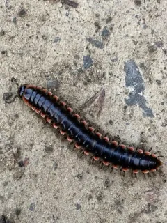 Fowler’s Twisted-Claw Millipede thumbnail 3