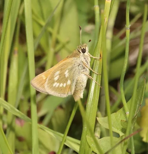 Sonoran Skipper