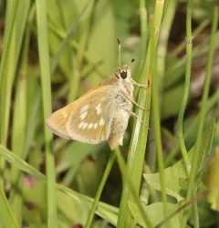 Sonoran Skipper thumbnail 1