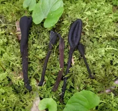 Common Black Earth Tongue thumbnail 2