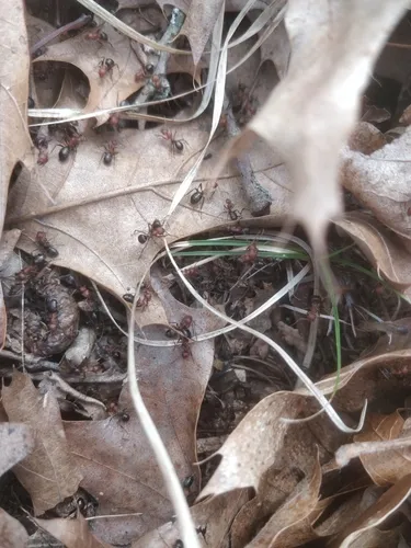 Northern Red Wood Ant