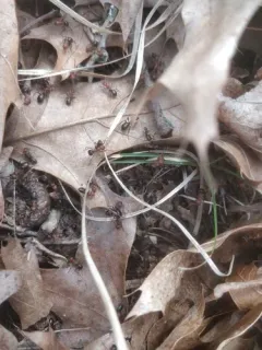 Northern Red Wood Ant thumbnail 1