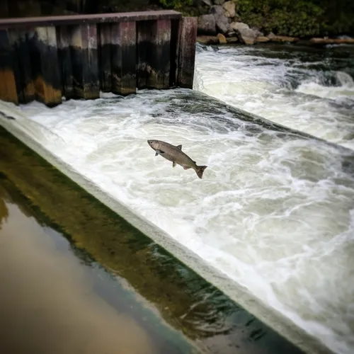 Chinook Salmon