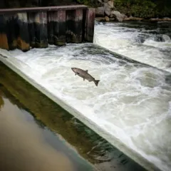 Chinook Salmon thumbnail 1