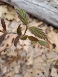 tea viburnum thumbnail 3