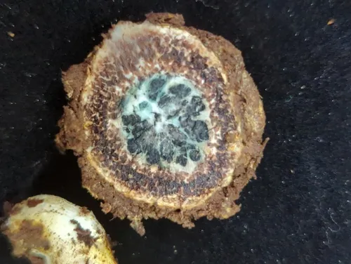 marbled false truffle