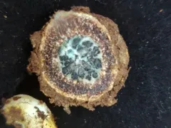 marbled false truffle thumbnail 1