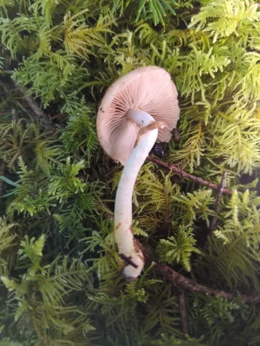 Stropharia albivelata