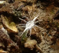 Cryptic Burrowing Anemone thumbnail 4