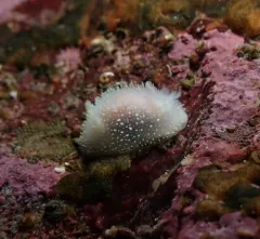 Hairy Horned Dorid thumbnail 2