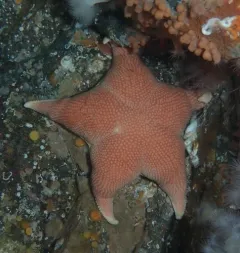 Gunpowder Sea Star thumbnail 2