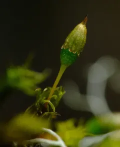 Elegant Bristle-moss thumbnail 2