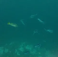 Black Rockfish thumbnail 3