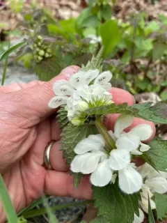 White deadnettle thumbnail 2