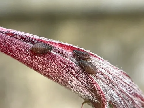 California Maple Aphid