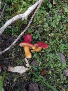 Hygrocybe marchii thumbnail 2