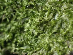Hair Silk Moss thumbnail 2