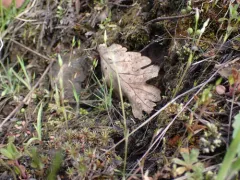 shining chickweed thumbnail 3