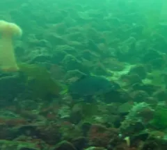 Striped Surfperch thumbnail 2