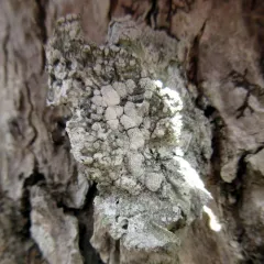 bitter wart lichen thumbnail 4