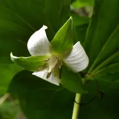 nodding trillium thumbnail 2