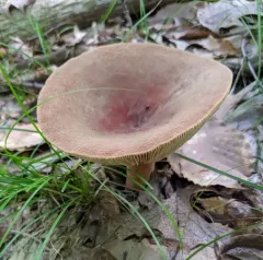 Corrugated-cap Milky thumbnail 3