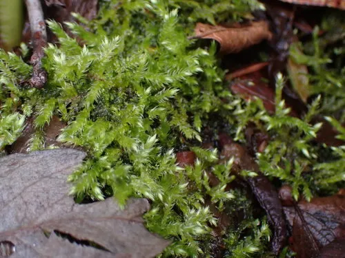 Brachythecium hylotapetum