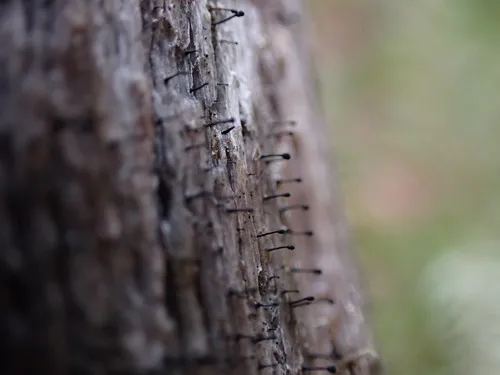 white ring stubble lichen