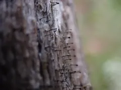 white ring stubble lichen thumbnail 1