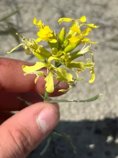 Pale Wallflower thumbnail 2