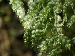 Necker's Thamnobryum Moss thumbnail 2