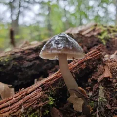 Slimy Waxcap thumbnail 2