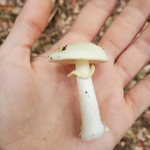 Coker's Lavender Staining Amanita