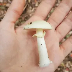 Coker's Lavender Staining Amanita thumbnail 1